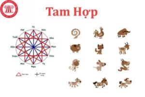 Tam hợp: Giải mã mối quan hệ tam hợp trong 12 con giáp